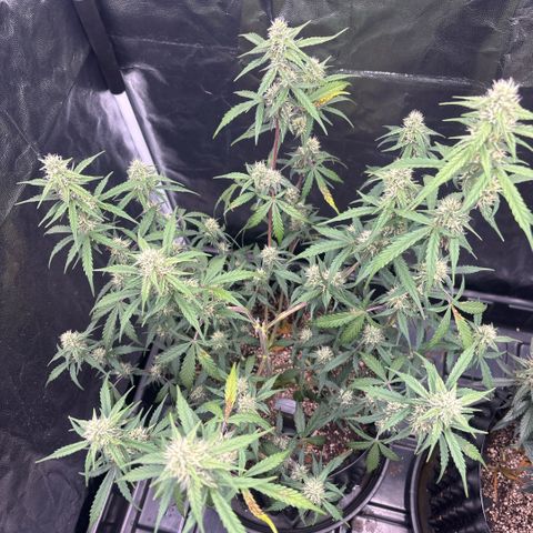 Sweet Mix Auto 2 growlog timeline photo