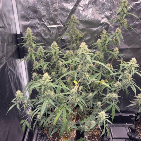 Sweet Mix Auto 2 growlog timeline photo