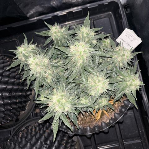 Sweet Mix Auto 1 growlog timeline photo