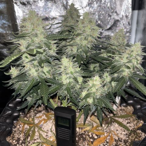Sweet Mix Auto 1 growlog timeline photo