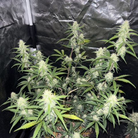 Sweet Mix Auto 2 growlog timeline photo