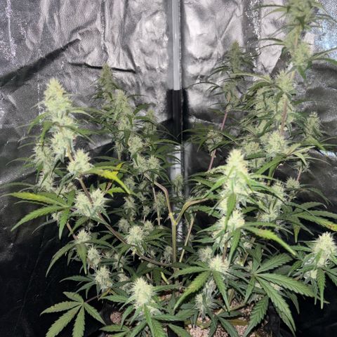 Sweet Mix Auto 2 growlog timeline photo