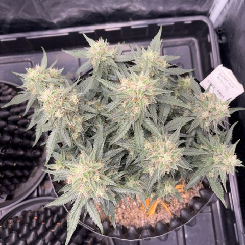 Sweet Mix Auto 1 growlog timeline photo