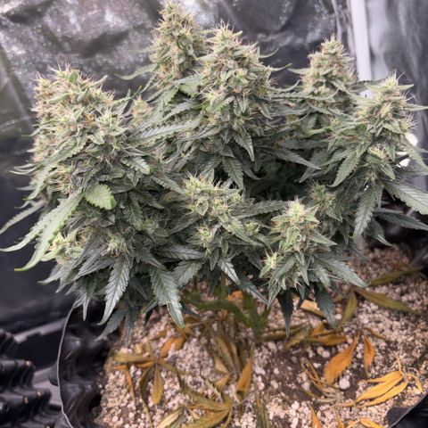 Sweet Mix Auto 1 growlog timeline photo