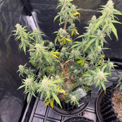 Sweet Mix Auto 2 growlog timeline photo