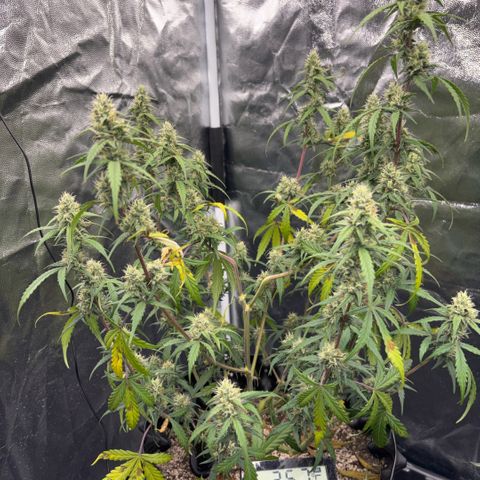 Sweet Mix Auto 2 growlog timeline photo