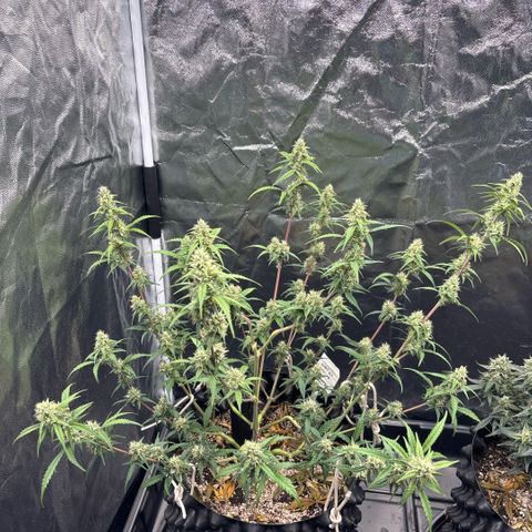 Sweet Mix Auto 2 growlog timeline photo