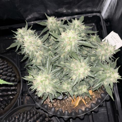 Sweet Mix Auto 1 growlog timeline photo