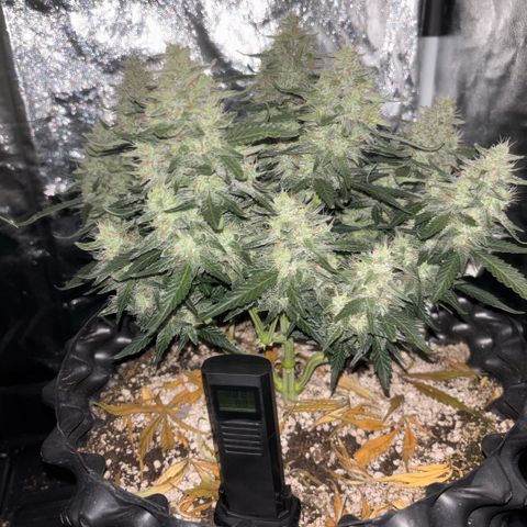 Sweet Mix Auto 1 growlog timeline photo