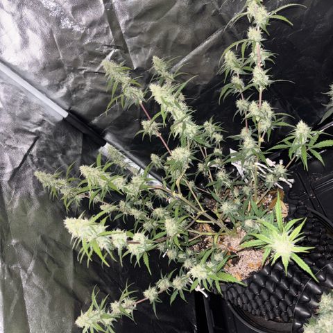 Sweet Mix Auto 2 growlog timeline photo