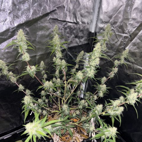 Sweet Mix Auto 2 growlog timeline photo