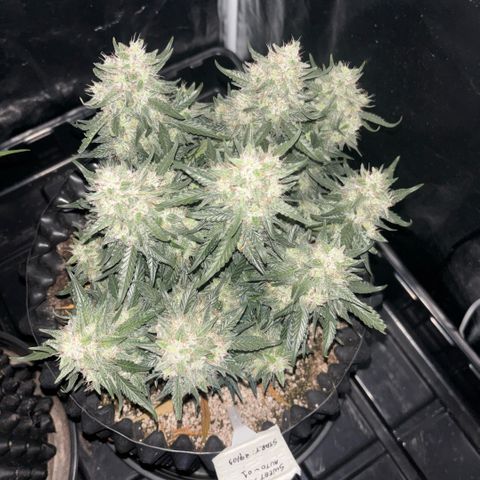 Sweet Mix Auto 1 growlog timeline photo