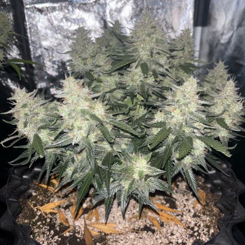 Sweet Mix Auto 1 growlog timeline photo
