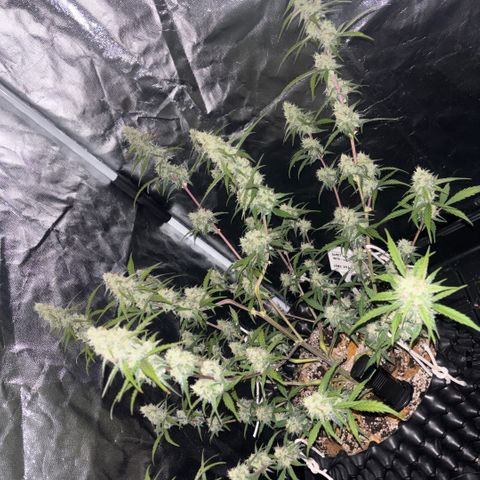 Sweet Mix Auto 2 growlog timeline photo
