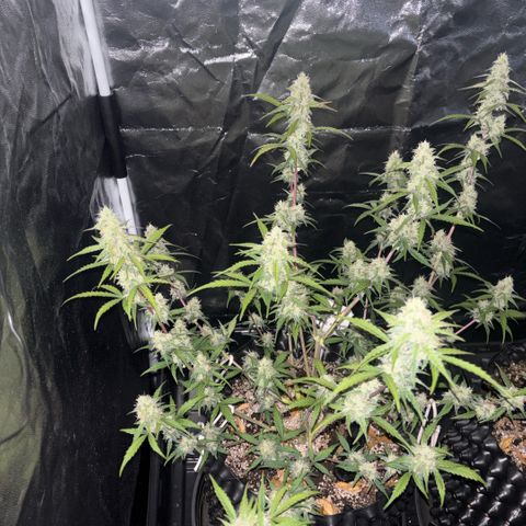 Sweet Mix Auto 2 growlog timeline photo