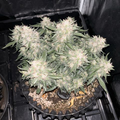 Sweet Mix Auto 1 growlog timeline photo