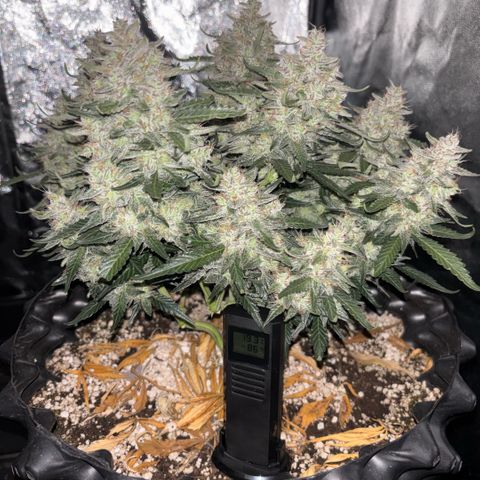 Sweet Mix Auto 1 growlog timeline photo