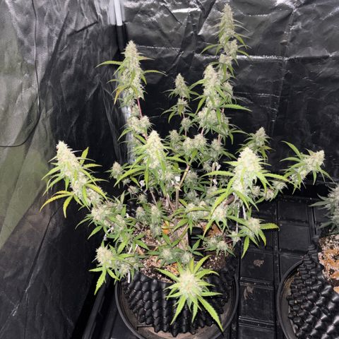 Sweet Mix Auto 2 growlog timeline photo