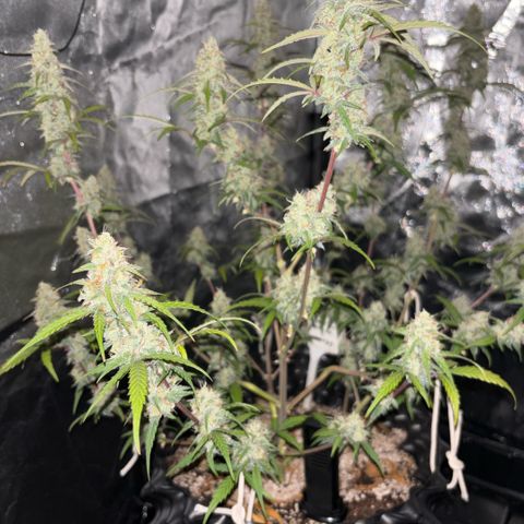 Sweet Mix Auto 2 growlog timeline photo