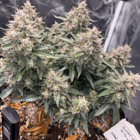 Sweet Mix Auto 1 growlog timeline photo