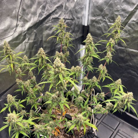 Sweet Mix Auto 2 growlog timeline photo
