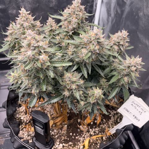 Sweet Mix Auto 1 growlog timeline photo