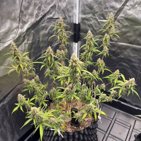 Sweet Mix Auto 2 growlog timeline photo
