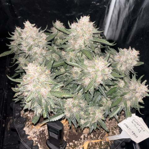 Sweet Mix Auto 1 growlog timeline photo