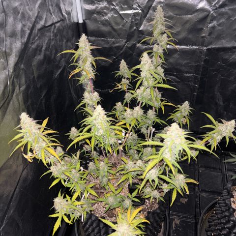 Sweet Mix Auto 2 growlog timeline photo