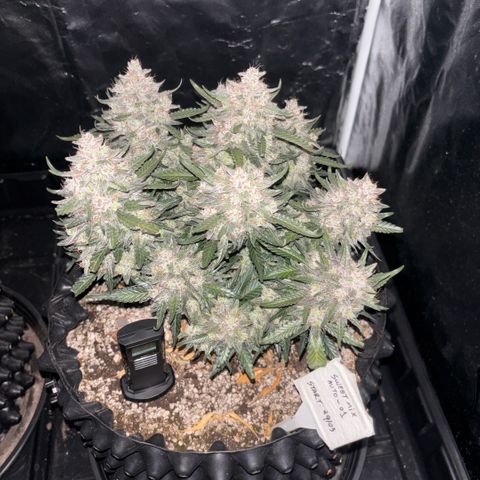 Sweet Mix Auto 1 growlog timeline photo