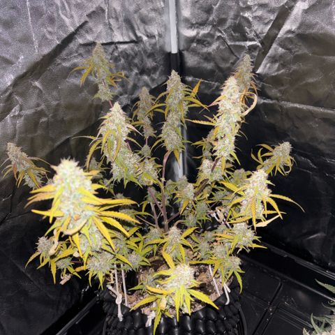 Sweet Mix Auto 2 growlog timeline photo