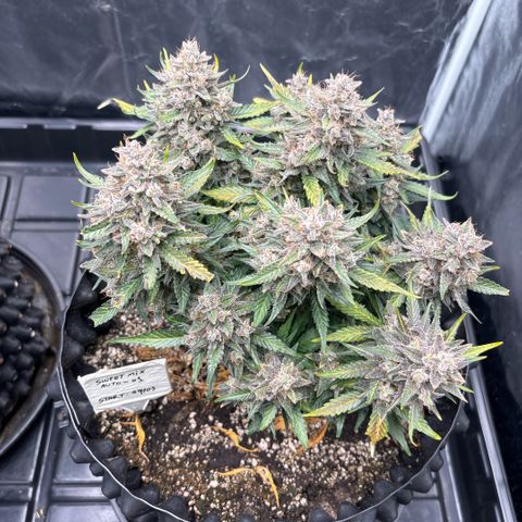 Sweet Mix Auto 1 growlog timeline photo