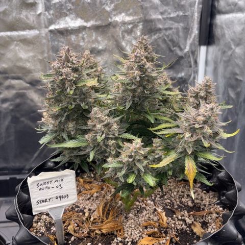 Sweet Mix Auto 1 growlog timeline photo