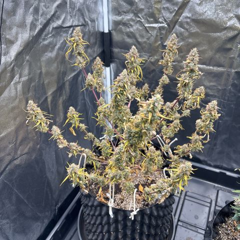 Sweet Mix Auto 2 growlog timeline photo