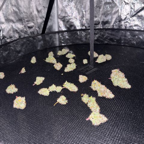 Sweet Mix Auto 2 growlog photo: Colhido, 214g molhado