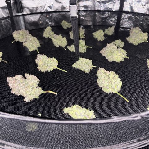 Sweet Mix Auto 1 growlog photo: 200g molhado