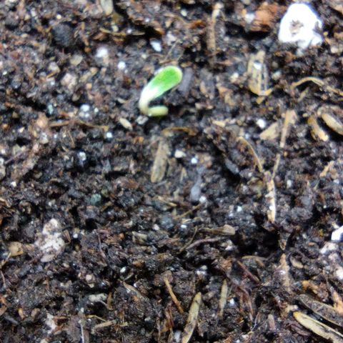 Diesel Automatic growlog timeline photo