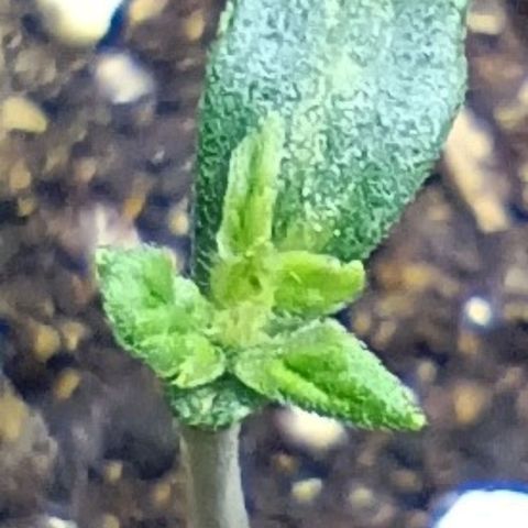 Diesel Automatic growlog timeline photo
