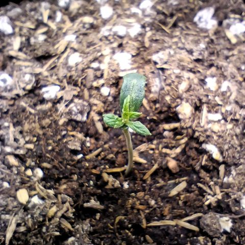 Diesel Automatic growlog timeline photo