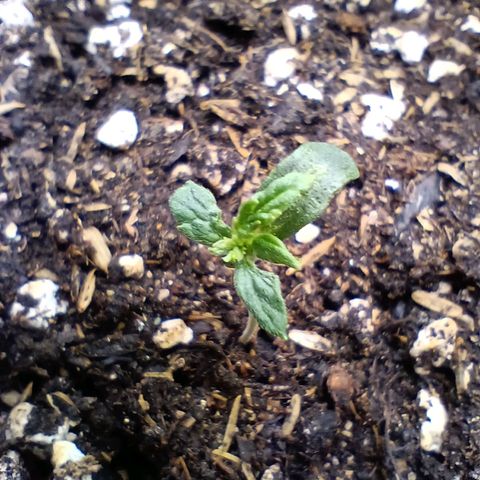 Diesel Automatic growlog timeline photo