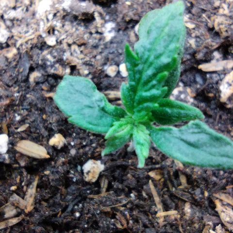 Diesel Automatic growlog timeline photo