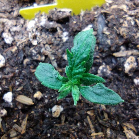 Diesel Automatic growlog timeline photo