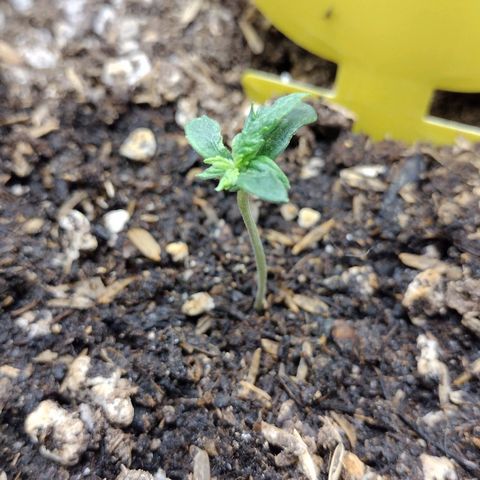Diesel Automatic growlog timeline photo