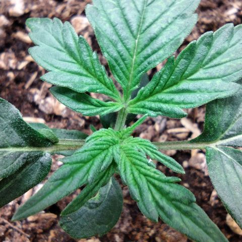 Diesel Automatic growlog timeline photo