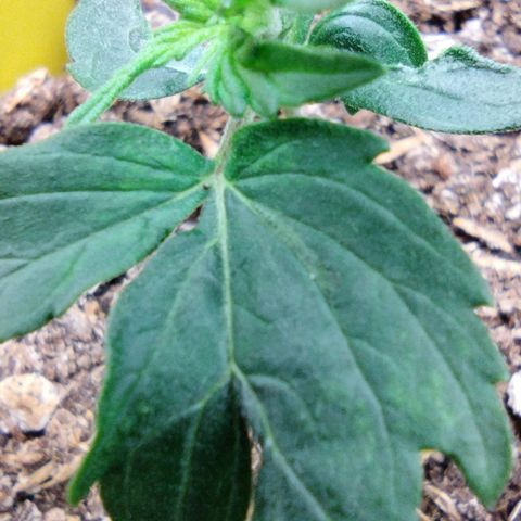 Diesel Automatic growlog timeline photo