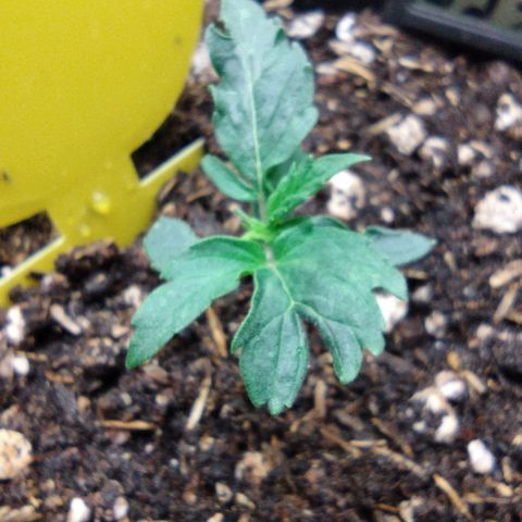 Diesel Automatic growlog timeline photo