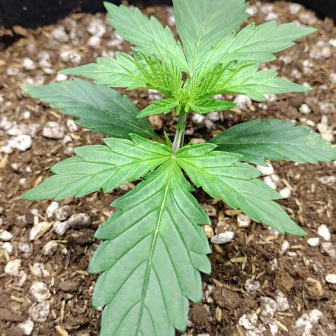 Diesel Automatic growlog timeline photo