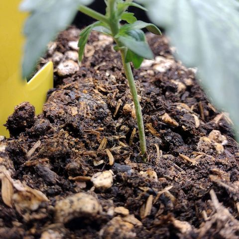 Diesel Automatic growlog timeline photo