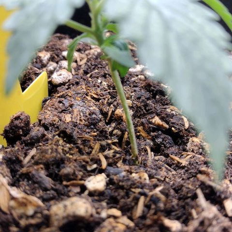Diesel Automatic growlog timeline photo