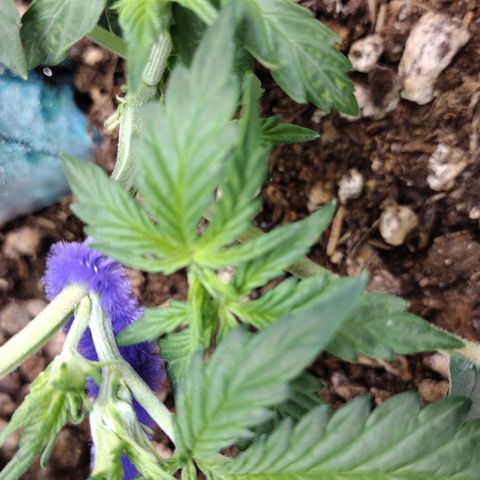 Diesel Automatic growlog timeline photo
